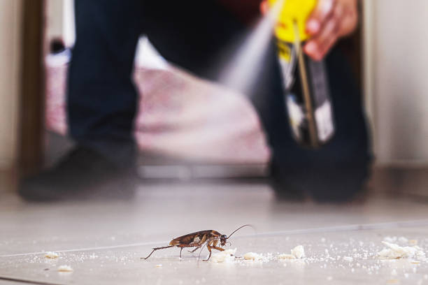 Reliable Greenwood, MS Pest Control Solutions